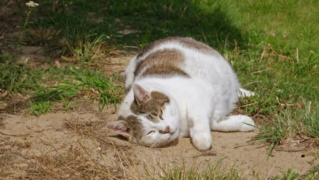 Funny Fat Grumpy Domestic Cat Rolling on Ground in Garden