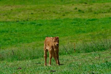 Brown Asturian cows, livestock with little calfs on green grass pasture, Picos de Europe, Los Arenas, Asturias, Spain