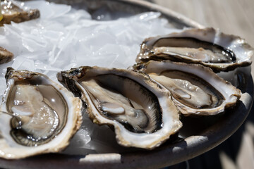 Eating of fresh live oysters at farm cafe in oyster-farming village, Arcachon bay, Cap Ferret...