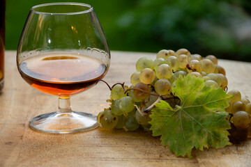 Tasting of Cognac strong alcohol drink in Cognac region, Charente with bunch of ripe ugni blanc...