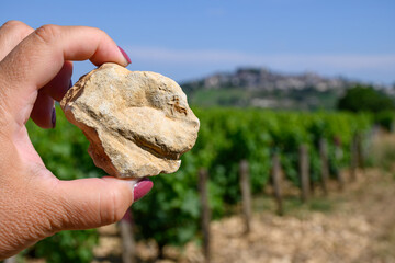Example of terres blanches clay-limestone white soils on vineyards around Sancerre wine making...