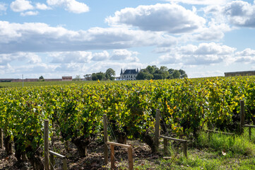 Green vineyards with rows of red Cabernet Sauvignon grape variety of Haut-Medoc vineyards in...