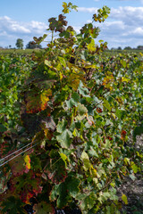 Fototapeta premium Green vineyards with rows of red Cabernet Sauvignon grape variety of Haut-Medoc vineyards in Bordeaux, left bank of Gironde Estuary, France, ready to harvest