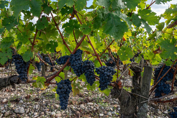 Green vineyards with rows of red Cabernet Sauvignon grape variety of Haut-Medoc vineyards in Bordeaux, left bank of Gironde Estuary, France, ready to harvest