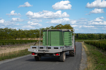 Harvesting works on vineyards with rows of red Cabernet Sauvignon grape variety of Haut-Medoc...