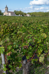 Green vineyards with rows of red Cabernet Sauvignon grape variety of Haut-Medoc vineyards in...