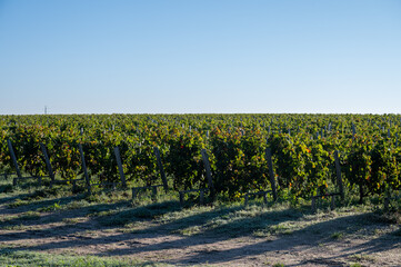 Green vineyards with rows of red Cabernet Sauvignon grape variety of Haut-Medoc vineyards in...