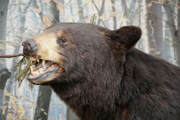 Close up of the face of a black bear