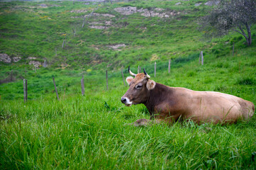Brown Cantabrian cows grazing on pasture, Liebana Valley, Cantabria, Spain
