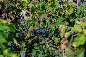 Vineyards in Pauillac village with rows of red Cabernet Sauvignon grape variety of Haut-Medoc...