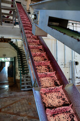 Harvest works in Pauillac, Haut-Medoc wine making region of Bordeaux, picking, sorting with hands,...