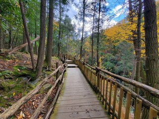 The view of the wooden walking trail surrounded by stunning fall foliage near Bushkill Falls, Pennsylvania, U.S.A