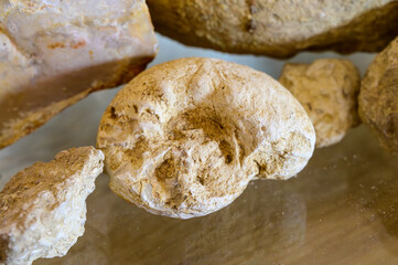 Wine tour in cellars of domain in Pouilly-Fume appellation, examples of soils of vineyards of Pouilly-Fume appellation, flint pebbles, caillottes limestone fossils, near Pouilly-sur-Loire, France