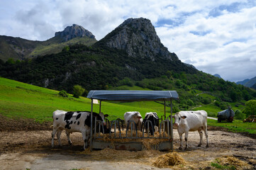 Cabrales cheese farm with cows, cows eat hay, Los Arenas, Asturias, Spain
