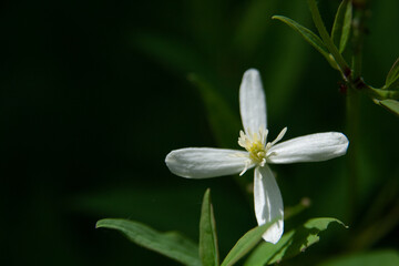 A delicate white flower on a plant, its petals unfurling with grace