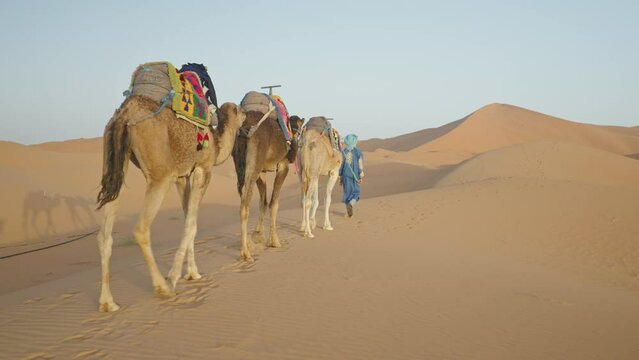 Berber man with 3 camels walking in the Sahara desert, Merzouga, Morocco