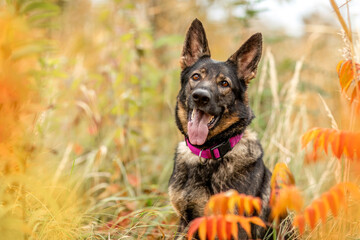 A german shepherd dog in autumn outdoors - obrazy, fototapety, plakaty