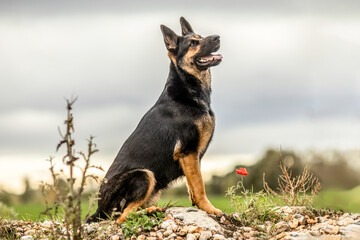 Naklejka na ściany i meble A german shepherd dog in autumn outdoors