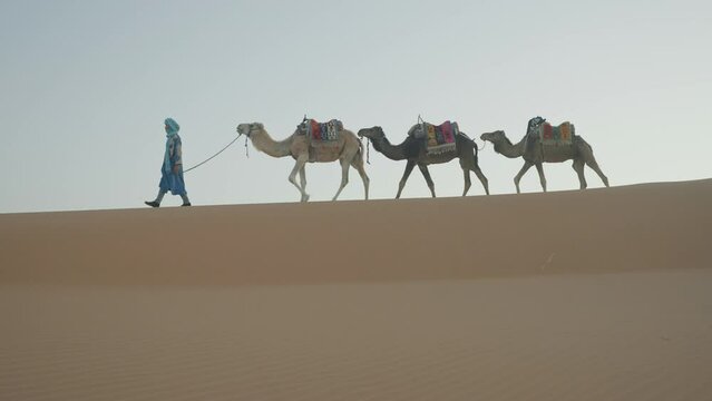 Berber man with 3 camels walking in the Sahara desert, Erg Chebbi, Morocco