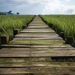 Wooden walkway across rice field