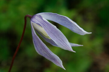 Vibrant petals in sharp focus while the background fades away in a soft blur of colors