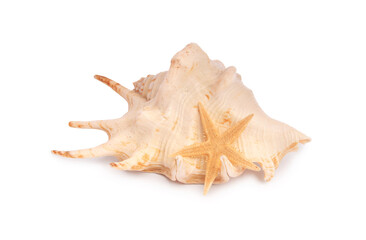 Beautiful sea star (starfish) and seashell isolated on white
