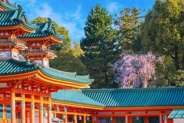 Obraz premium Beautiful full bloom cherry blossom at Heian Jingu Shrine in Kyoto, Japan