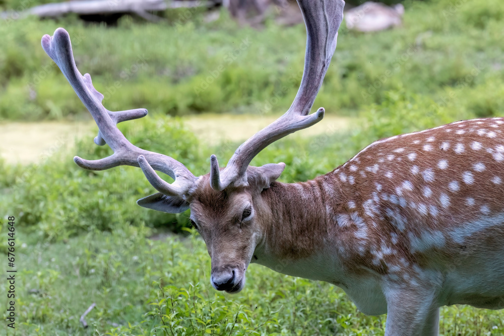 Canvas Prints The fallow deer (Dama dama) with antlers in velvet.This deer is native species to Europe. Fallow deer has a great variability of color from very dark to white.