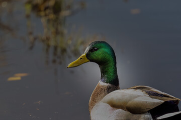 2021-11-10 A MALLARD DUCK FLOATING IN LARSEN LAKE WITH A BRIGHT BLURRY BACKGROUND AND A BRIGHT EYE