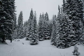 A picturesque scene of snow-clad pine trees, standing tall and majestic