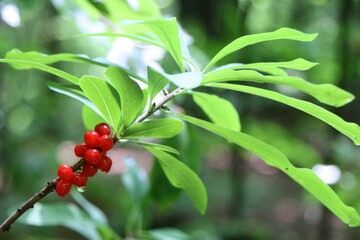 A beautiful branch featuring vibrant red berries nestled among fresh green leaves