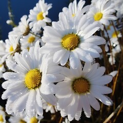 Snow-covered daisies up close