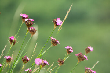A colorful assortment of flowers nestled amongst the vibrant green grass