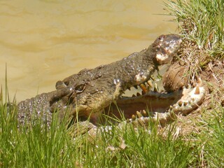 A crocodile rest his head on a grassy river bank. His jaws are open, revealing his teeth. His eyes...