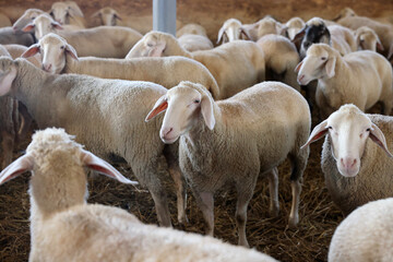 Many sheep in barn on farm. Cute animals