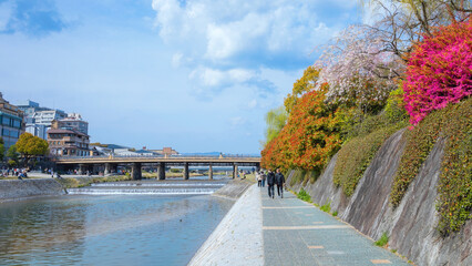 Kyoto, Japan - April 2 2023: Kamogawa river  is one of the best cherry blossom spots in Kyoto city...