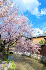 Shinbashi dori in Kyoto, Japan and  Shira-kawa River with beautiful  full bloom cherry blossom in spring - 676615841
