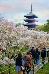 Ninnaji is one of Kyoto's great temples listed as World Heritage Sites famous for Omuro Cherries,...