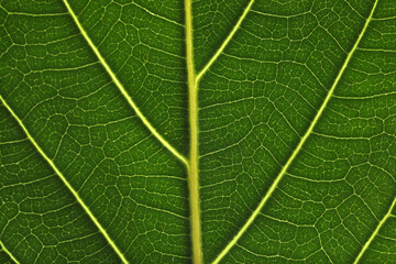 Texture of green leaf as background, macro photo
