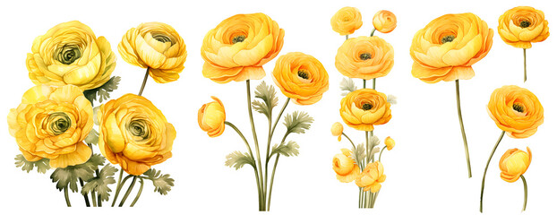 Yellow ranunculus watercolor illustration clipart. Generative AI