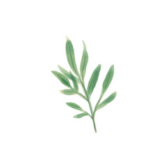 Vector watercolor plant leaf on white