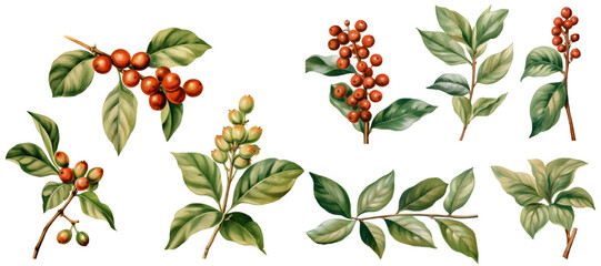 Coffee plant watercolor illustration clipart. Generative AI - obrazy, fototapety, plakaty