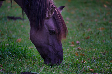 brown horse eating green grass - view on head with mane