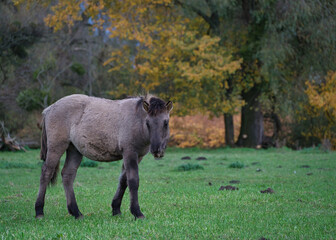 a bright horse standing on green grass and against the background of autumn trees