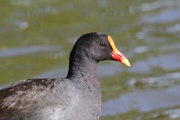 Close up portrait of a dusky moorhen bird next to the water