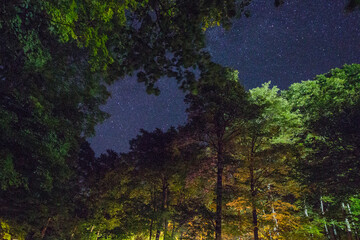 Looking Up at a Starry Night Above the Tops of Trees