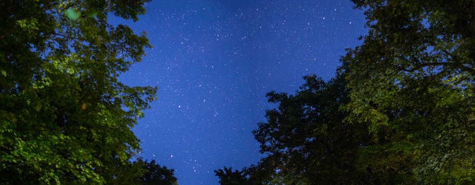Looking Up at a Starry Night Above the Tops of Trees