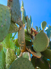 Arizona Prickly Pear on a hot day