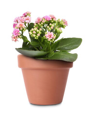 Naklejka na ściany i meble Beautiful kalanchoe in terracotta flower pot isolated on white
