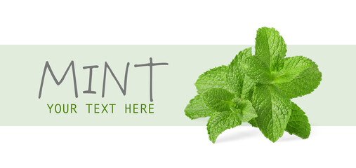 Fresh mint leaves on white background, space for your text. Banner design